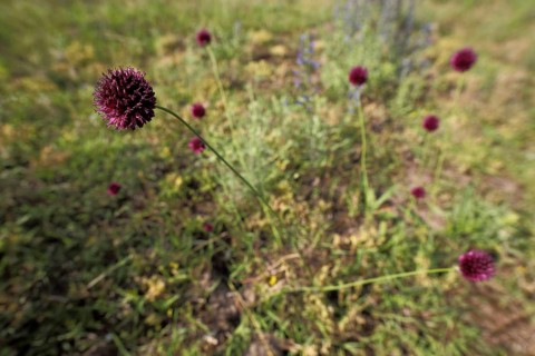 Spherical-headed leek