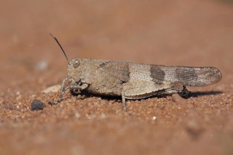 Blue-winged grasshopper