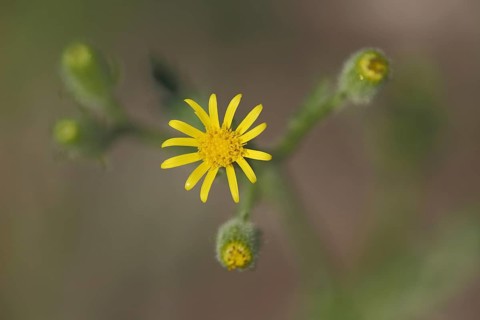 Heath groundsel