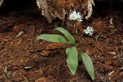 Wild garlic