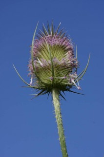 Cobs of wild teasel