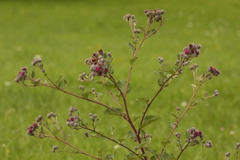 Burdock