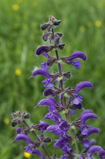 Meadow sage
