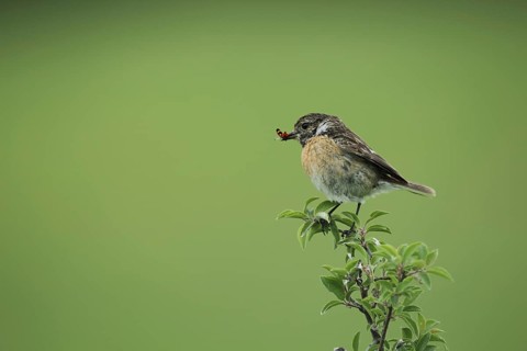 Female african stonechat