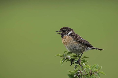 Female african stonechat