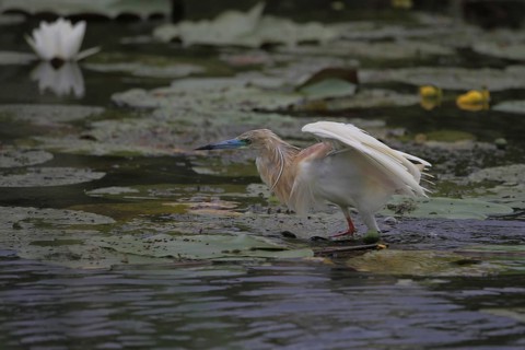 Squacco Heron