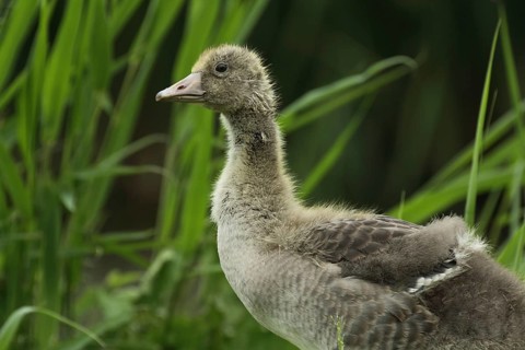 Young greylag goose