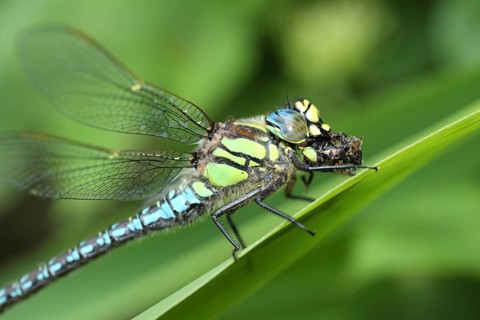 Male early reed hunter