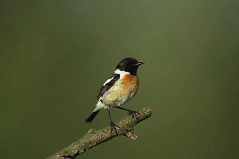 Male african stonechat