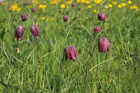 Flower meadow with snake's head fritillaries
