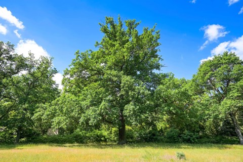 Oak