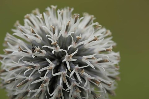 Star-shaped detail of a globe thistle