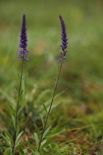 Two stems of spiked speedwell