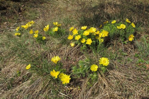 Group with pheasant's eye