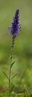 Spiked speedwell