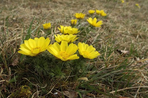 Spring Adonis rose