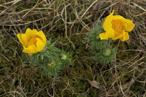 Flowers and buds of pheasant's eye