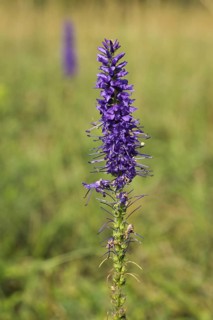 Detail of spiked speedwell