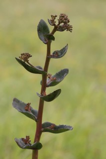 Stem of great stonecrop