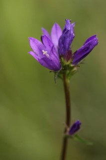 Tufted bellflower