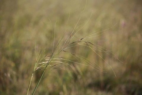 Hairy weed
