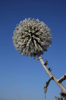 Ball thistle