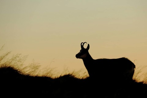 Silhouette of chamois