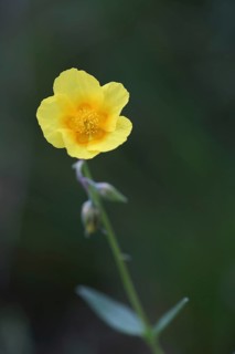 Common sunflower