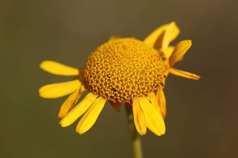 Basket with missing crown leaves of the golden marguerite