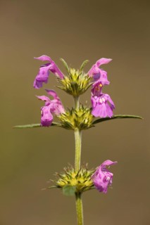 Narrow-leaved hemp-nettle