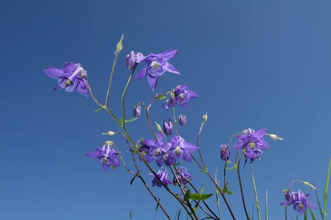 Common columbine