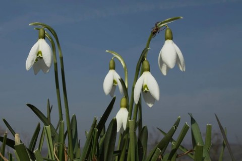 Small snowdrop