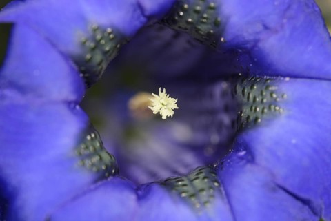 Alpine gentian