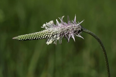 Plantain