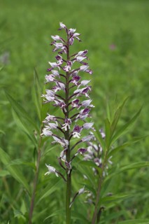 Helm's orchid
