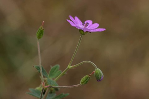 Pyrenean cranesbill