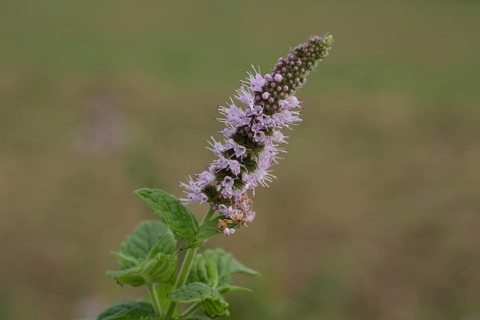 Horse mint