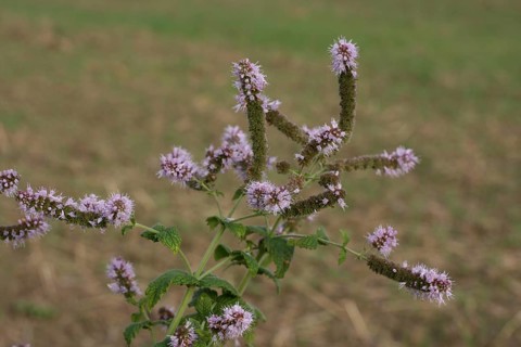 Horse mint