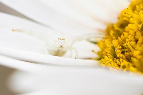 Goldenrod crab spider