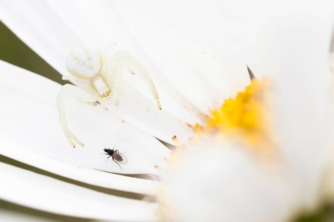 Goldenrod crab spider