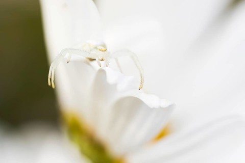 Goldenrod crab spider