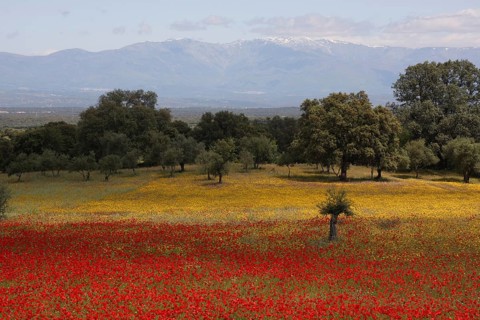 Flower meadow and poppy field with view of snow-capped Sierra de Gredos mountains in Serrejon