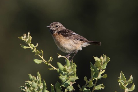 Female african stonechat