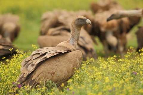 Troop of griffon vulture