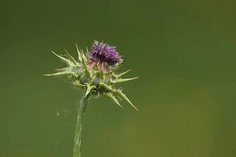 Detail of nodding musk thistle
