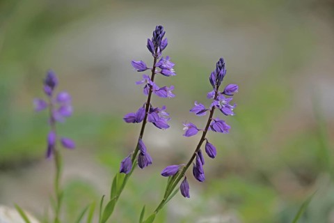 Common crucifer