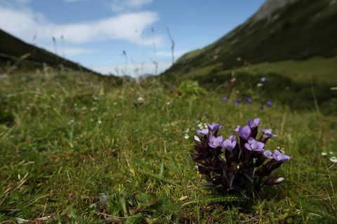 Field Gentian