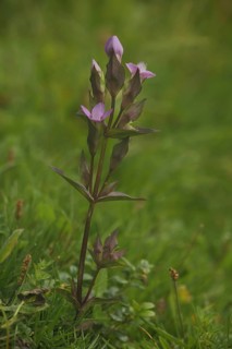 Field Gentian
