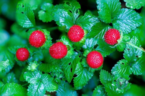 Forest strawberry