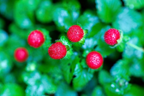 Forest strawberry